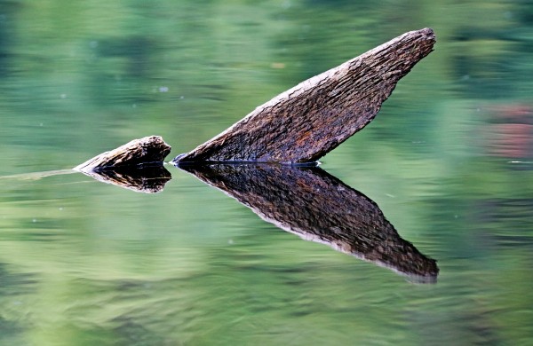 Reflected Wood Abstract by Deb Oppermann